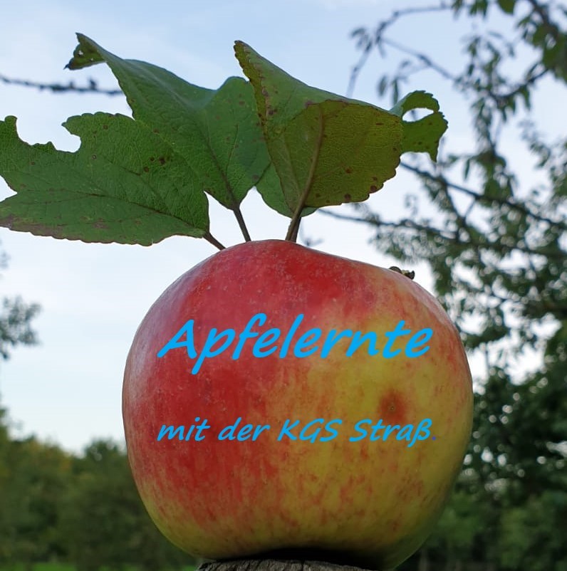 Äpfel pflücken auf der Streuobstwiese