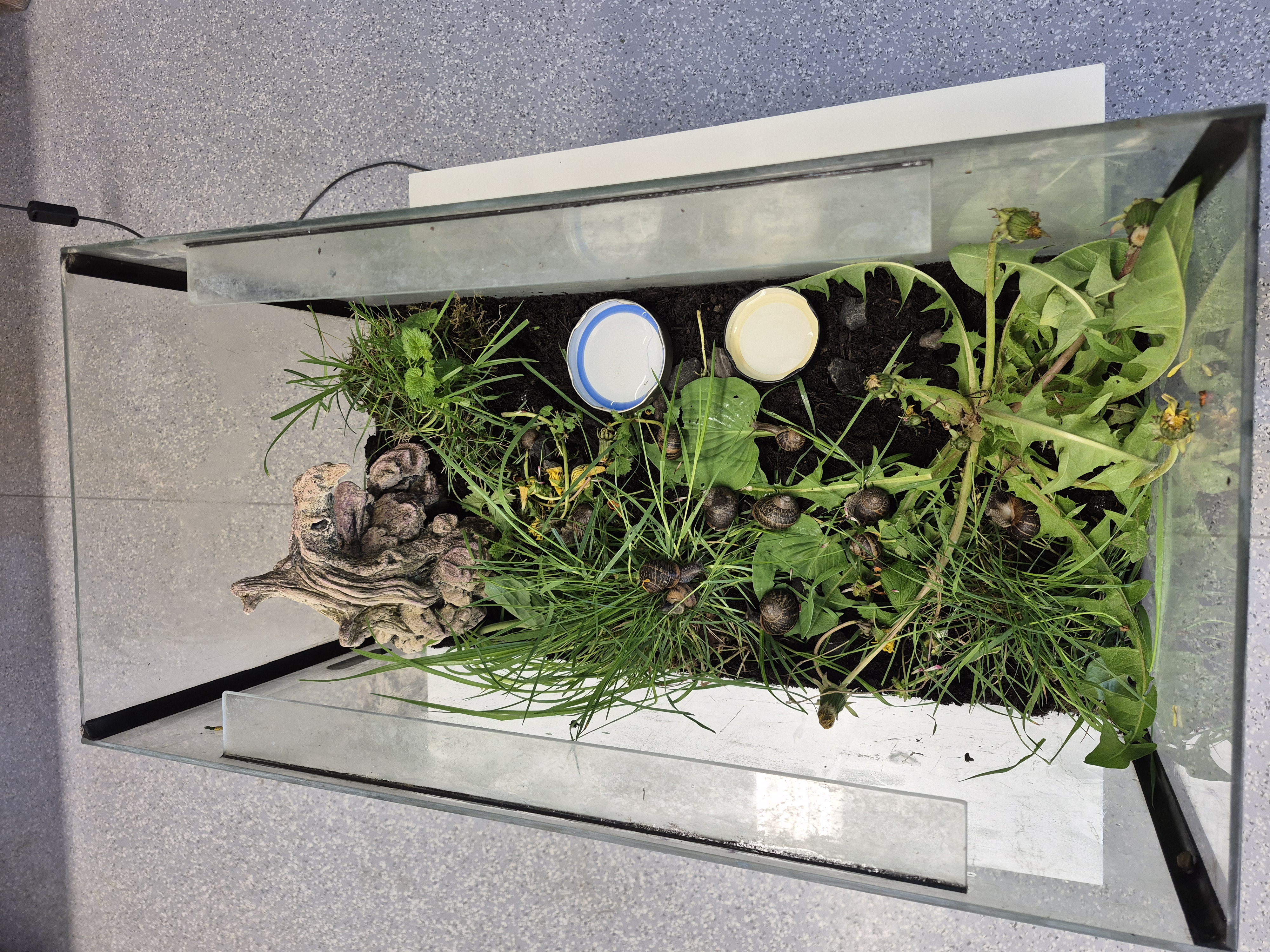 Die Eichhörnchen bekommen Schnecken!